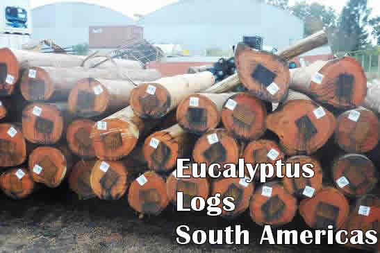 Eucalyptus-america