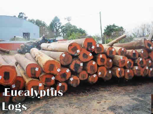 Eucalyptus-logs