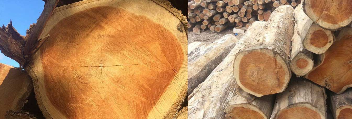 pine-lumber-export