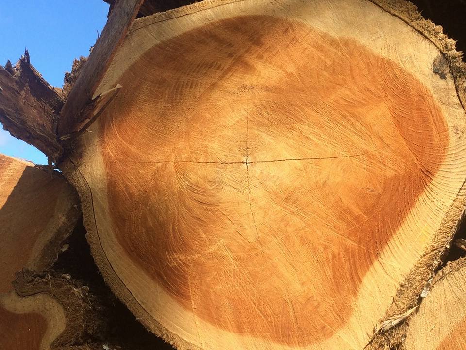 lumber-export-banner-image-3