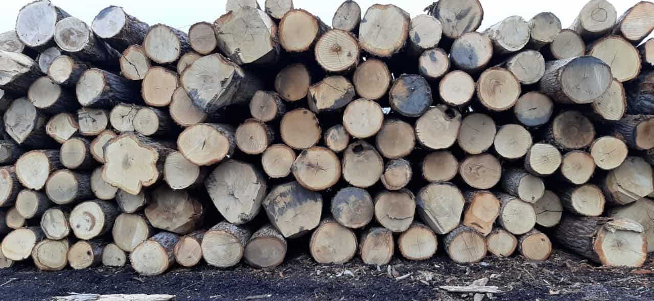 Spruce-wood-2